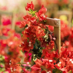 Sundown Orange Bougainvillea 13 Sundown Orange Bougainvillea -Nature Grove Shop Bougainvillea Sundown 2 FGT