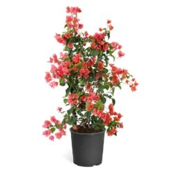Sundown Orange Bougainvillea 14 Sundown Orange Bougainvillea -Nature Grove Shop Bougainvillea Sundown TR