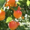 Bounty Peach Tree -Nature Grove Shop Bounty Peach 600x600 ee4d2b5f 3ab5 4cf8 b1cb 748f957a658b