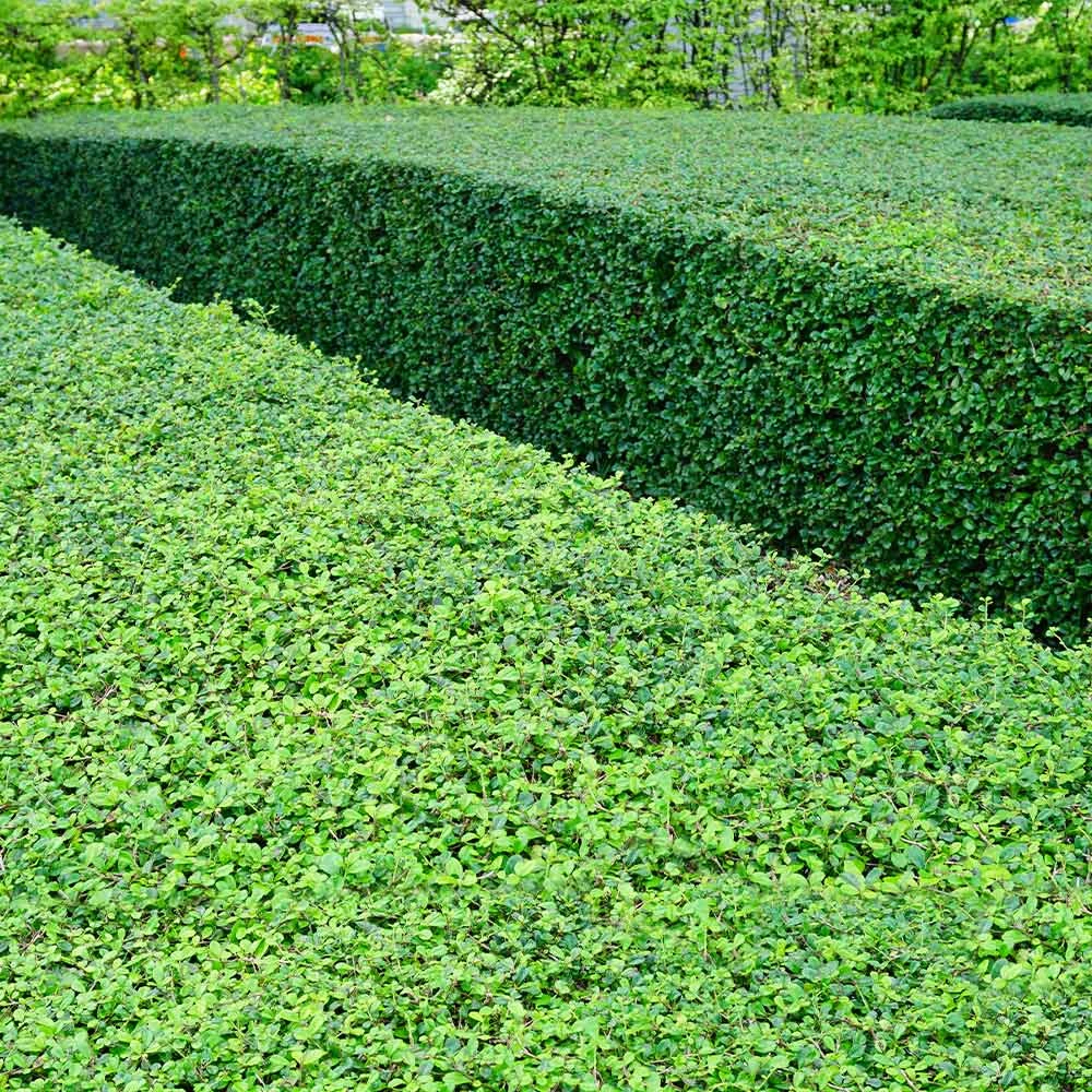 Titan Boxwood Shrub 8 Titan Boxwood Shrub - Image 6