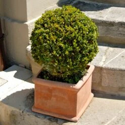 Titan Boxwood Shrub 10 Titan Boxwood Shrub -Nature Grove Shop Boxwood Titan 6