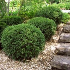 Wintergreen Boxwood Shrub -Nature Grove Shop Boxwood Wintergreen 2