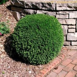 Wintergreen Boxwood Shrub -Nature Grove Shop Boxwood Wintergreen 3