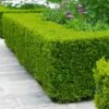 Wintergreen Boxwood Shrub -Nature Grove Shop Boxwood Wintergreen FGT 600x600 10158886 b792 4bb8 b281 b08950f0913a