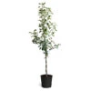 Braeburn & Gala Twisted Apple Tree -Nature Grove Shop Braeburn Gala Twisted Apple Tree 600x600 68b45608 86c4 45df a88d 1630d60d164f