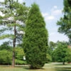 Brodie Eastern Red Cedar Tree -Nature Grove Shop Broadie Eastern Red Cedar FGT 600x600 ebc0e218 8a8b 4127 a8e6 f6b95e60613a
