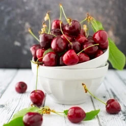 Brooks Cherry Tree 9 Brooks Cherry Tree -Nature Grove Shop Brooks Cherry Tree 5 FGT