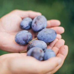 Brooks Plum Tree -Nature Grove Shop Brooks Plum 3