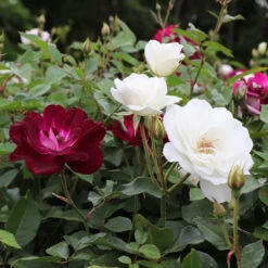 Burgundy Iceberg And Iceberg Two-fer® Rose Tree -Nature Grove Shop Burgandy Iceburg ROse Tree 1