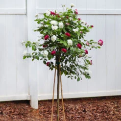 Burgundy Iceberg And Iceberg Two-fer® Rose Tree -Nature Grove Shop Burgandy Iceburg ROse Tree 4
