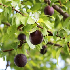 Burgundy Plum Tree -Nature Grove Shop Burgundy Plum 1