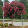 Cherokee Crape Myrtle -Nature Grove Shop CHEROKEE CRAPE MYRTLE 350 THUMBNAIL FGT