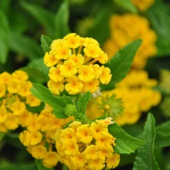 Chapel Hill Yellow Lantana -Nature Grove Shop CHapel Hill gold lantana 1