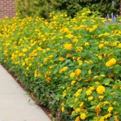 New Gold Lantana -Nature Grove Shop CHapel Hill gold lantana 4