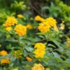 Chapel Hill Yellow Lantana -Nature Grove Shop CHapel Hill gold lantana FGT 600x600 26668dbd be70 4cd5 a0b3 f0a276652a04