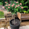 Cherish Rose Tree 2 Cherish Rose Tree -Nature Grove Shop CHerish Rose Tree 600x600 b551c3a5 d832 4cbe 9cbe 9626314e8eca
