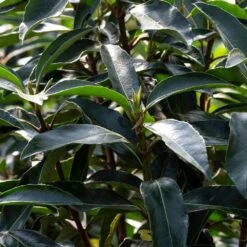 Chindo Sweet Viburnum Shrub 10 Chindo Sweet Viburnum Shrub -Nature Grove Shop CHindo Viburnum 3