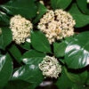 Chindo Sweet Viburnum Shrub 1 Chindo Sweet Viburnum Shrub -Nature Grove Shop CHindo Viburnum 600x600 314dca2a 104d 46fa 8ff4 997bc28d247f