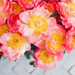 Coral Charm Peony 10 Coral Charm Peony -Nature Grove Shop COral Charm Peony 6 FGT