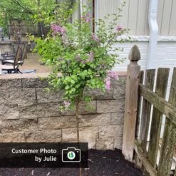 Dwarf Korean Lilac Tree -Nature Grove Shop CPB DwarfKoreanLilacTree Julie ugc test