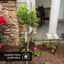 Dwarf Korean Lilac Tree -Nature Grove Shop CPB DwarfKoreanLilacTree MicheleS ugc test