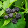 Cumberland Black Raspberry - USDA Organic 2 Cumberland Black Raspberry - USDA Organic -Nature Grove Shop CUmberland Black RAspberry FGT 600x600 f44fb0ec 58e7 4e5a 852b 12bec7d932ce