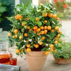Calamondin Bush -Nature Grove Shop Calamondin Bush 1