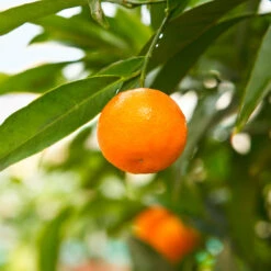 California Honey Mandarin Tree 9 California Honey Mandarin Tree -Nature Grove Shop California Mandarin 3
