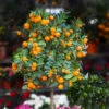 California Honey Mandarin Tree -Nature Grove Shop California Mandarin FGT 600x600 916c5935 1e01 4487 a634 987a74a0da2b