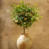 Calamondin Tree -Nature Grove Shop Calomondin FGT 600x600 61fc6ceb be3a 471b 85e2 cdcd99c89a7d