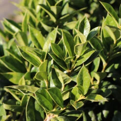 Carissa Holly 7 Carissa Holly -Nature Grove Shop Carissa Holly 2