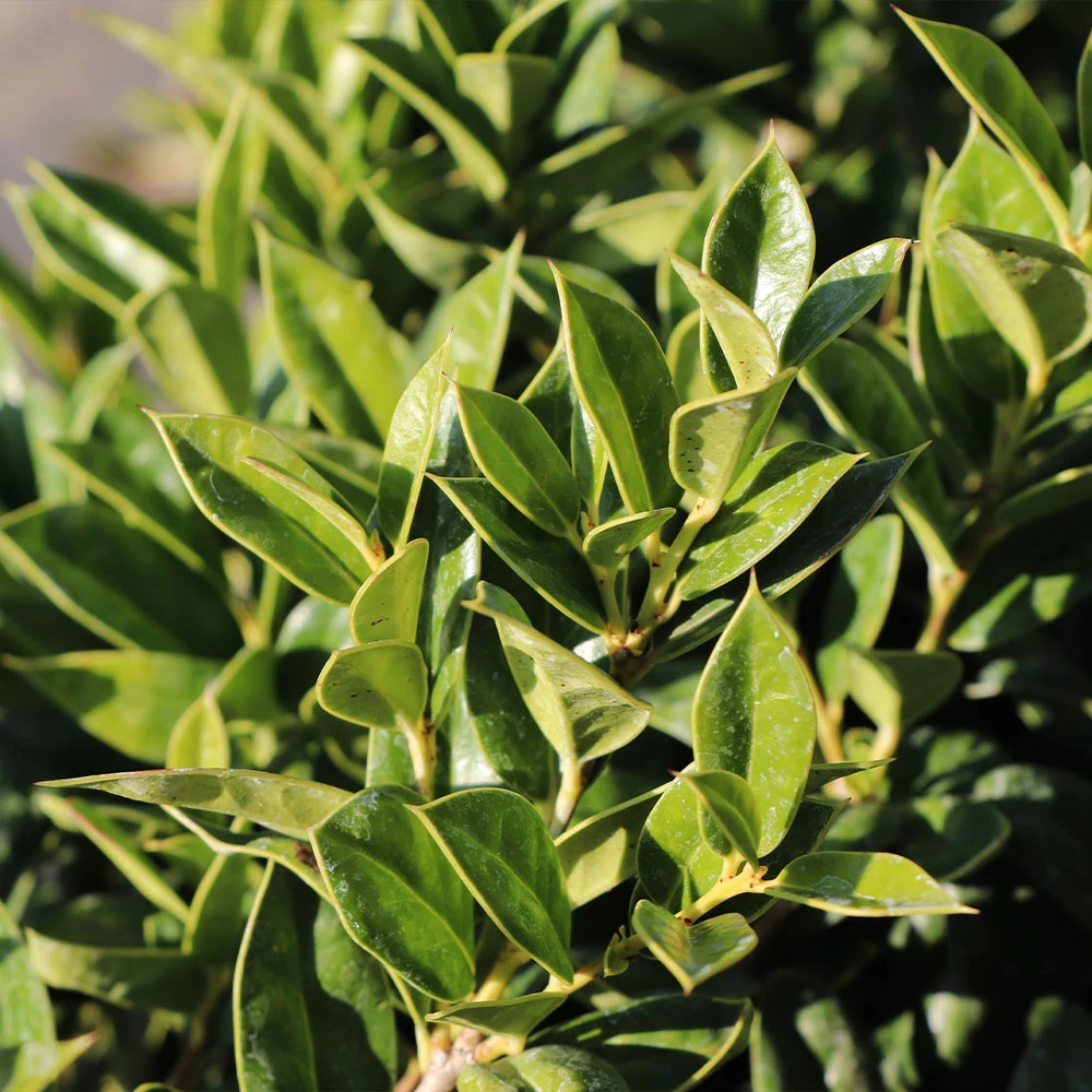 Carissa Holly 5 Carissa Holly - Image 3