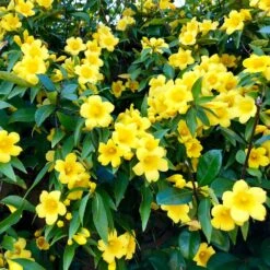 Carolina Jasmine -Nature Grove Shop Carolina Jessamine Yellow Jasmine 1 FGT