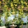 Carolina Jasmine -Nature Grove Shop Carolina Jessamine Yellow Jasmine FGT 600x600 2df64fae 9c59 438a a269 396ce4c7b66d