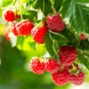 Caroline Raspberry Bush -Nature Grove Shop Caroline Raspberry 600x600 838321a4 eaeb 42c3 bd45 b480224be29f