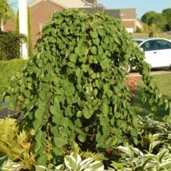 Cascading Hearts Redbud Tree 10 Cascading Hearts Redbud Tree -Nature Grove Shop Cascading Hearts Redbud 2