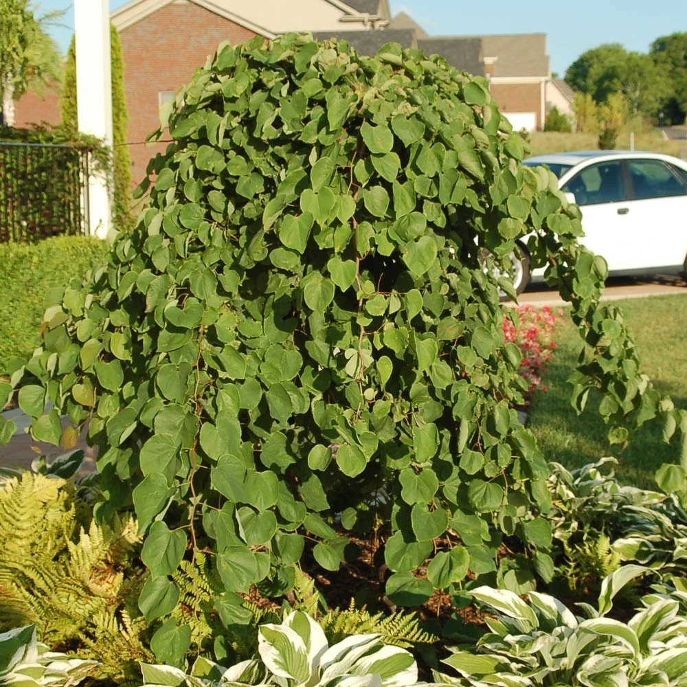 Cascading Hearts Redbud Tree 6 Cascading Hearts Redbud Tree - Image 4