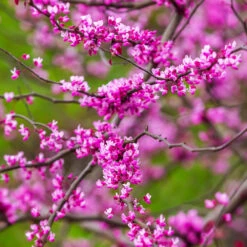 Cascading Hearts Redbud Tree 11 Cascading Hearts Redbud Tree -Nature Grove Shop Cascading Hearts Redbud 3