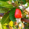 Cashew Tree -Nature Grove Shop Cashew Nut Tree FGT 600x600 ae50f6a6 ab86 49a6 a9b6 65c6a211e420