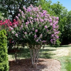 Catawba Crape Myrtle Tree 9 Catawba Crape Myrtle Tree -Nature Grove Shop Catawba Crape Myrtle 4 FGT