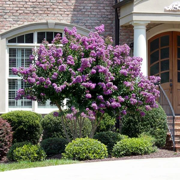 Catawba Crape Myrtle Tree 3 Catawba Crape Myrtle Tree