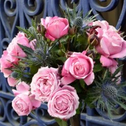 Cathedral Bells Rose -Nature Grove Shop Cathedral Bells Rose Tree 2