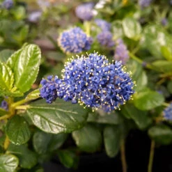 Yankee Point California Lilac 8 Yankee Point California Lilac -Nature Grove Shop Ceanothus Yankee Point 1