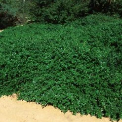 Yankee Point California Lilac 9 Yankee Point California Lilac -Nature Grove Shop Ceanothus Yankee Point 5