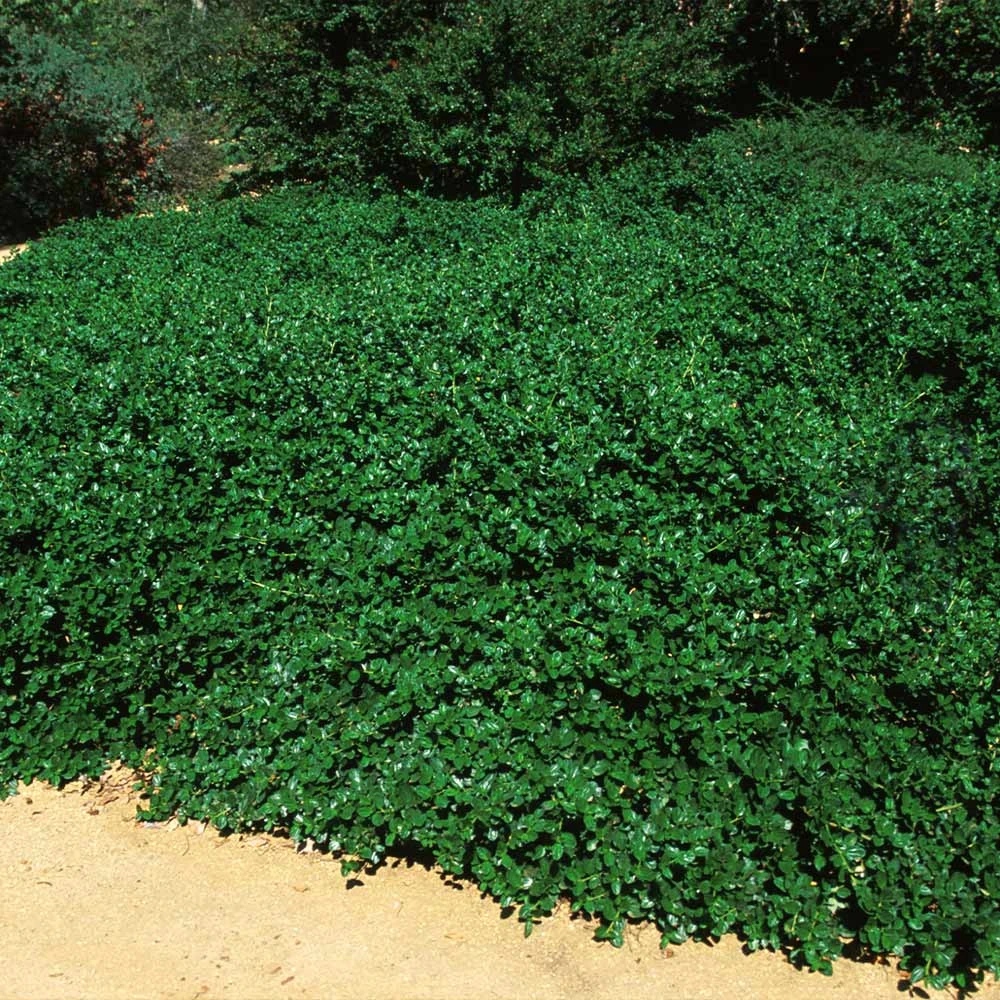 Yankee Point California Lilac 6 Yankee Point California Lilac - Image 4