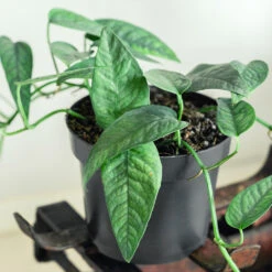 Cebu Blue Pothos 8 Cebu Blue Pothos -Nature Grove Shop Cebu Blue Pothos 1