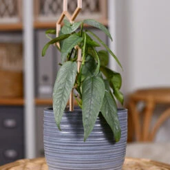 Cebu Blue Pothos 9 Cebu Blue Pothos -Nature Grove Shop Cebu Blue Pothos 3