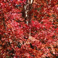 Celebration Maple Tree -Nature Grove Shop Celebration Maple 2 FGT