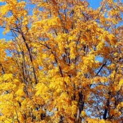 Chandler Walnut Tree 10 Chandler Walnut Tree -Nature Grove Shop Chandler Walnut 1