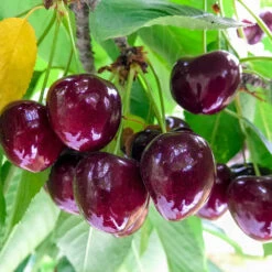 Chelan Cherry Tree -Nature Grove Shop Chelan Cherry 1